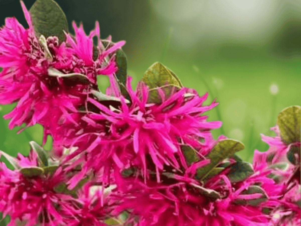 1 Live Plant Plum Delight Loropetalum Chinese Fringe Shrub Pink Fringed Flowers Purple Foliage