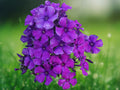 50 Seeds Bright Purple Phlox – Vibrant Annual Flower – Easy-Grow Pollinator Garden for Borders, Beds & Containers