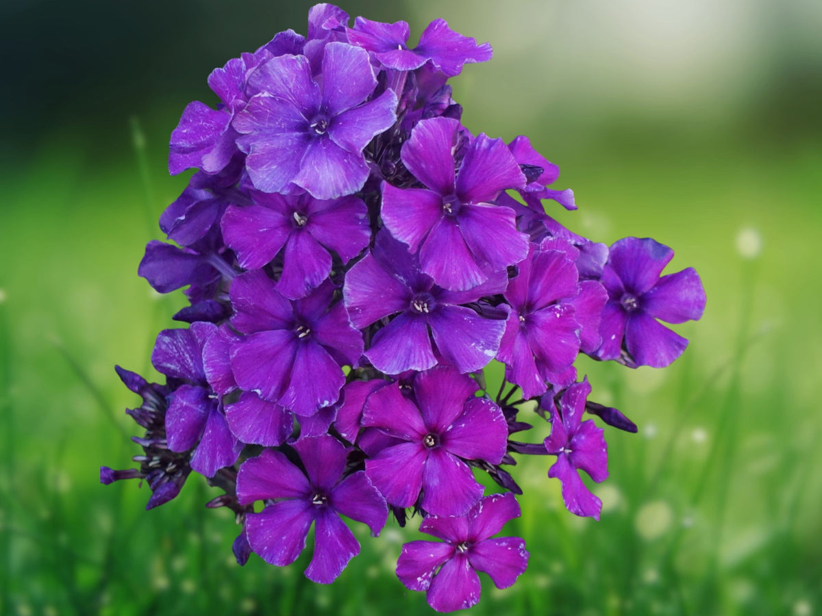50 Seeds Bright Purple Phlox – Vibrant Annual Flower – Easy-Grow Pollinator Garden for Borders, Beds & Containers
