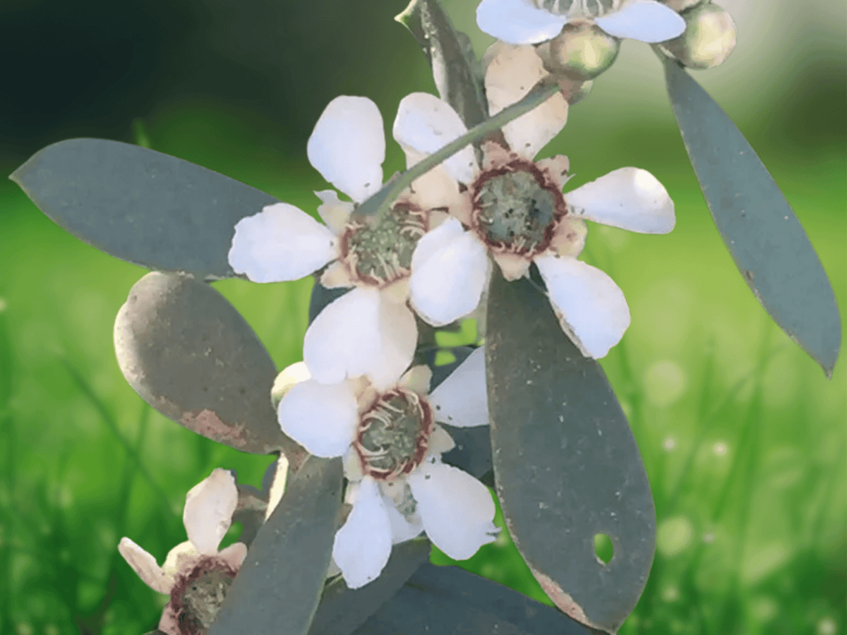 10 Seeds Coast Tea Tree Leptospermum laevigatum Coastal Evergreen Shrub