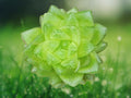 1 Live Plant Haworthia retusa Rare Translucent Window Leaf Succulent Rosette Indoor