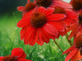 50 Seeds Echinacea Red Salsa Coneflower Perennial Scarlet Blooms Pollinator Hardy Drought Tolerant