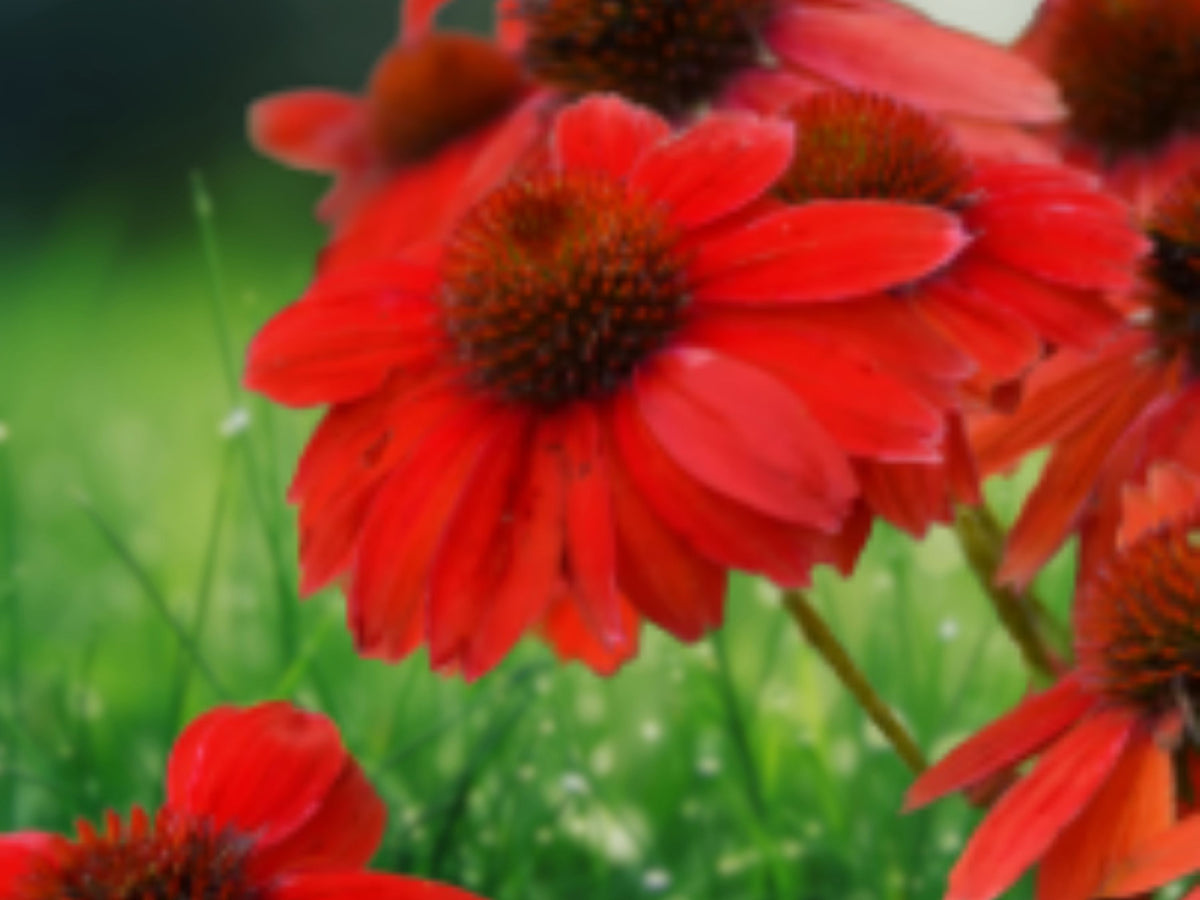 50 Seeds Echinacea Red Salsa Coneflower Perennial Scarlet Blooms Pollinator Hardy Drought Tolerant