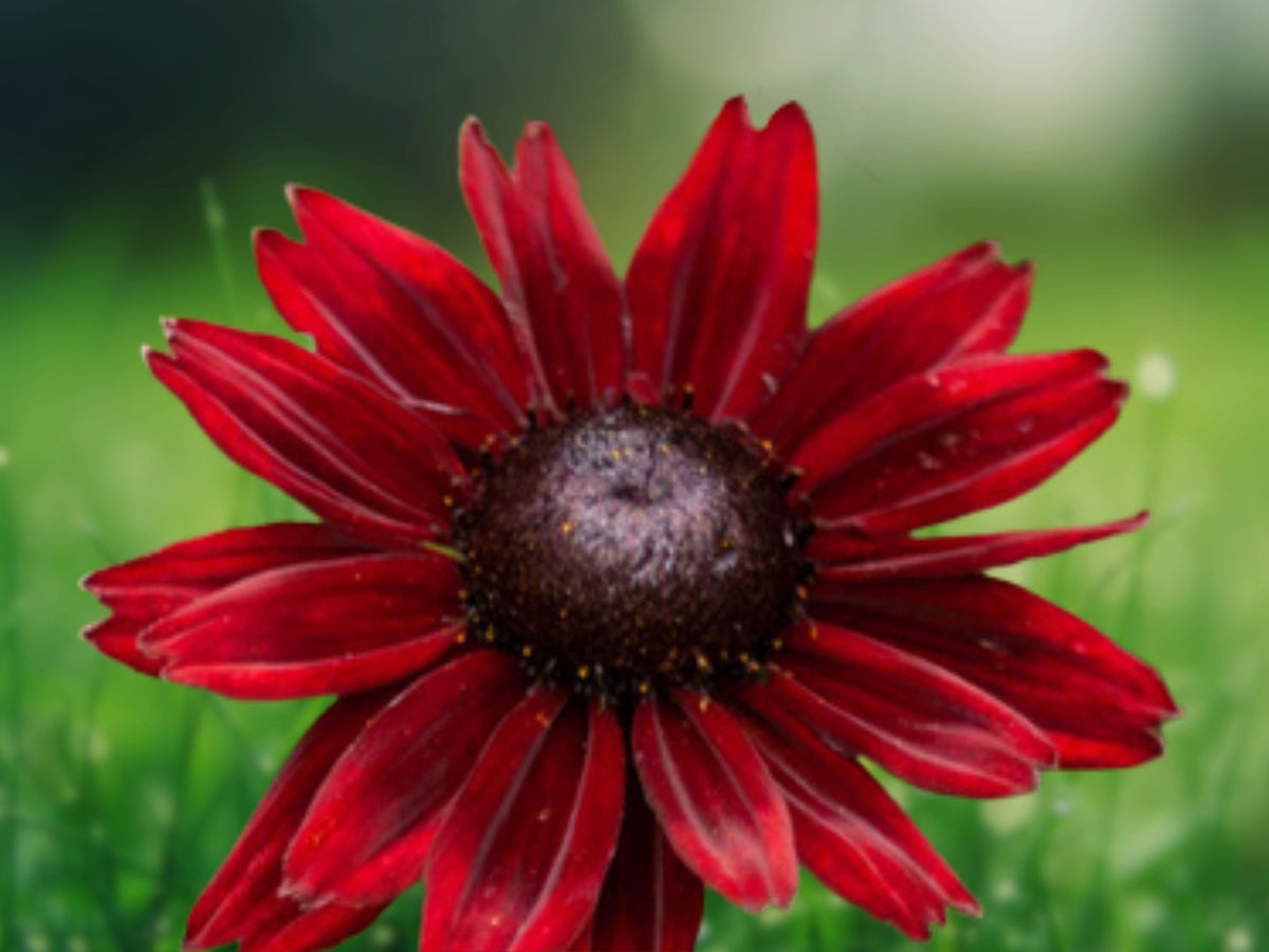 50 Cherry Brandy Coneflower Seeds Echinacea Purpurea Perennial Red Blooms Pollinator Friendly