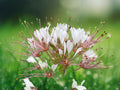 100 Seeds Spider Flower (Cleome Spinosa) Red White Mix - Fragrant Heirloom Annual Garden Plant - Pollinator Favorite