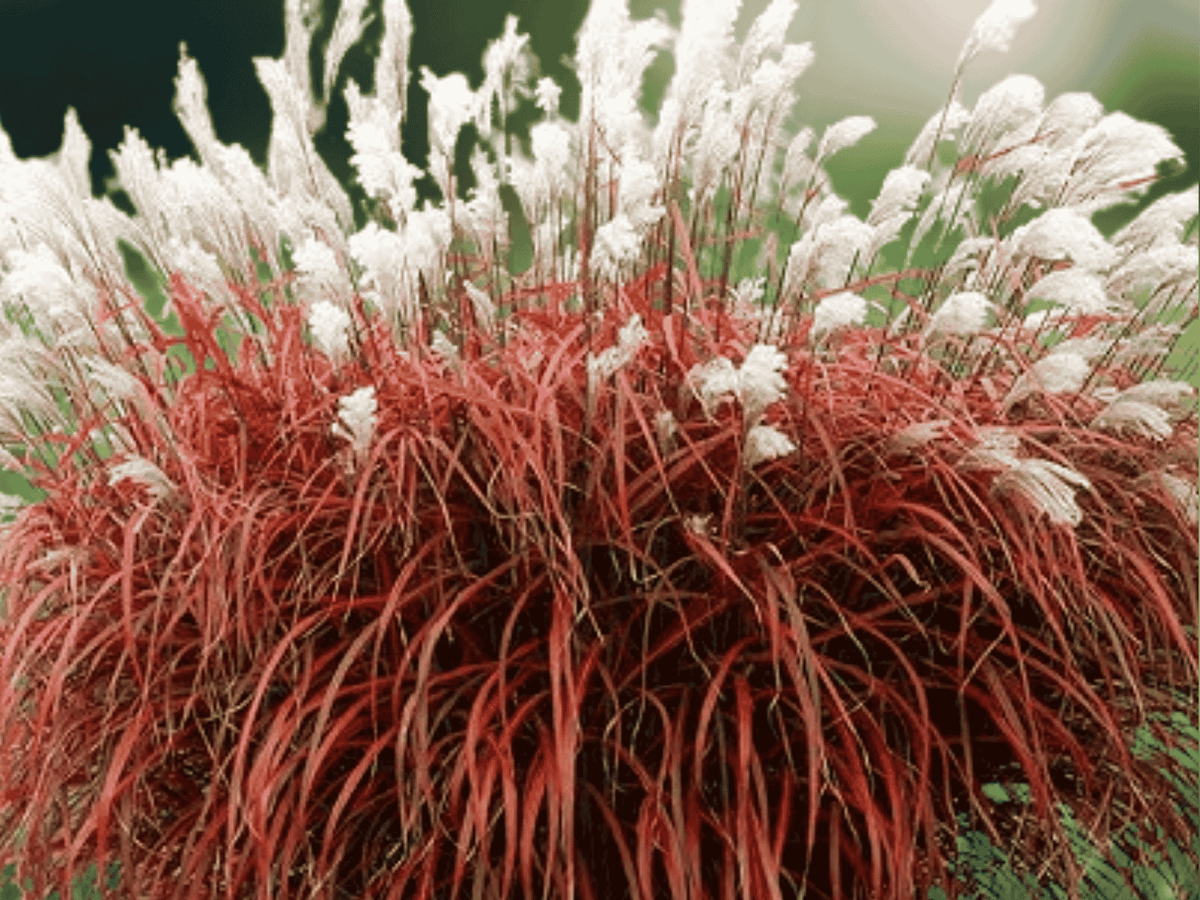 1 Fire Dragon Maiden Grass Live Starter Plants Miscanthus Ornamental Grass