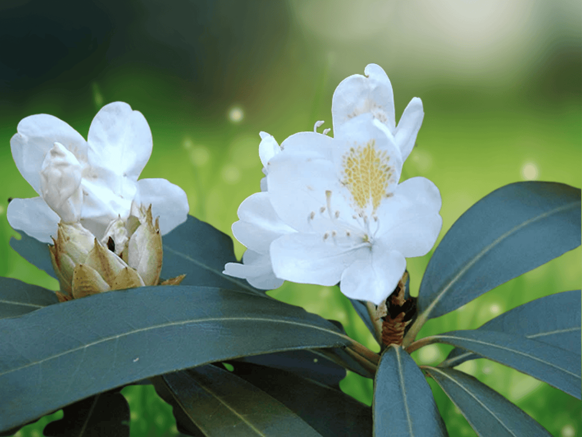 10 Seeds Rhododendron catawbiense Alba White Catawba Rhododendron Hardy Evergreen Shrub