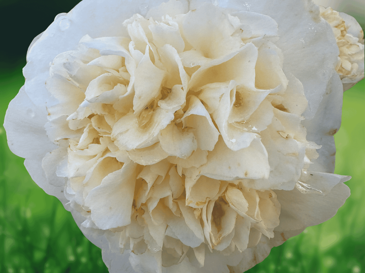 1 Live Plant Jurys Yellow Camellia Japonica Starter Plant 4L