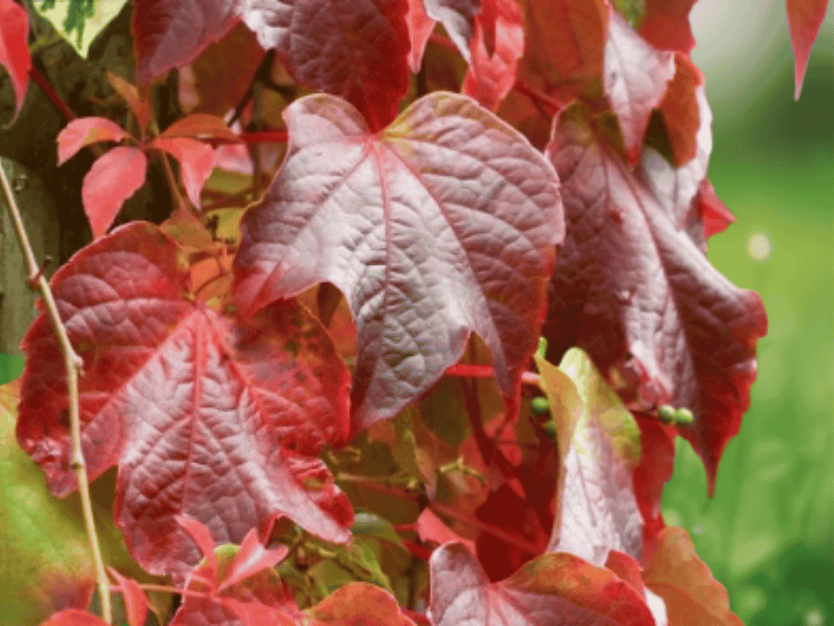 5 Seeds Boston Ivy Vine Parthenocissus tricuspidata Hardy Climbing Plant