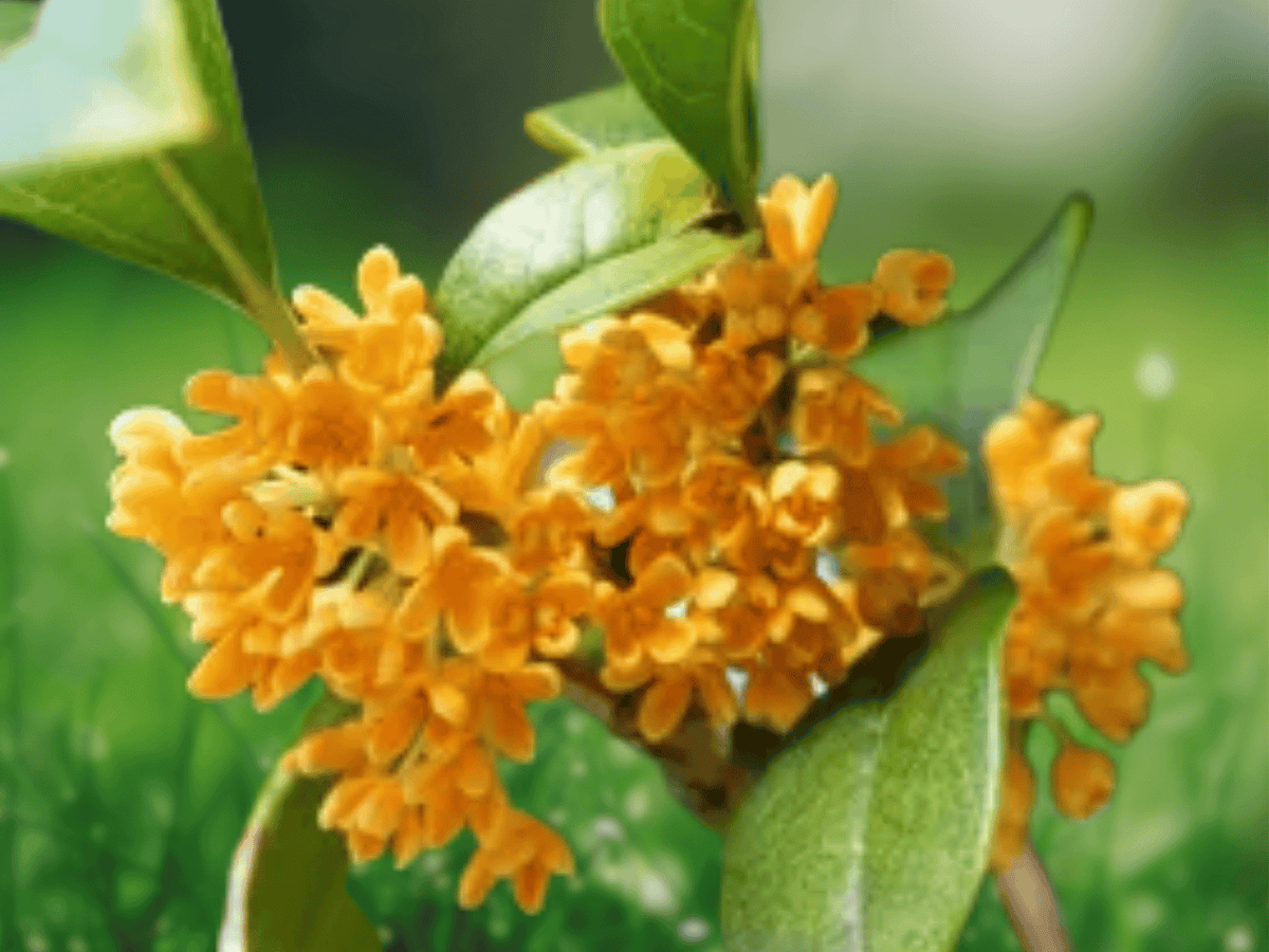 1 Live Plant Yellow Flowering Fragrant Tea Olive Osmanthus