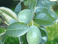 1 Live Plant Rannaya Nikita Pineapple Guava Rooted Plant Feijoa sellowiana 10 Inch Tall