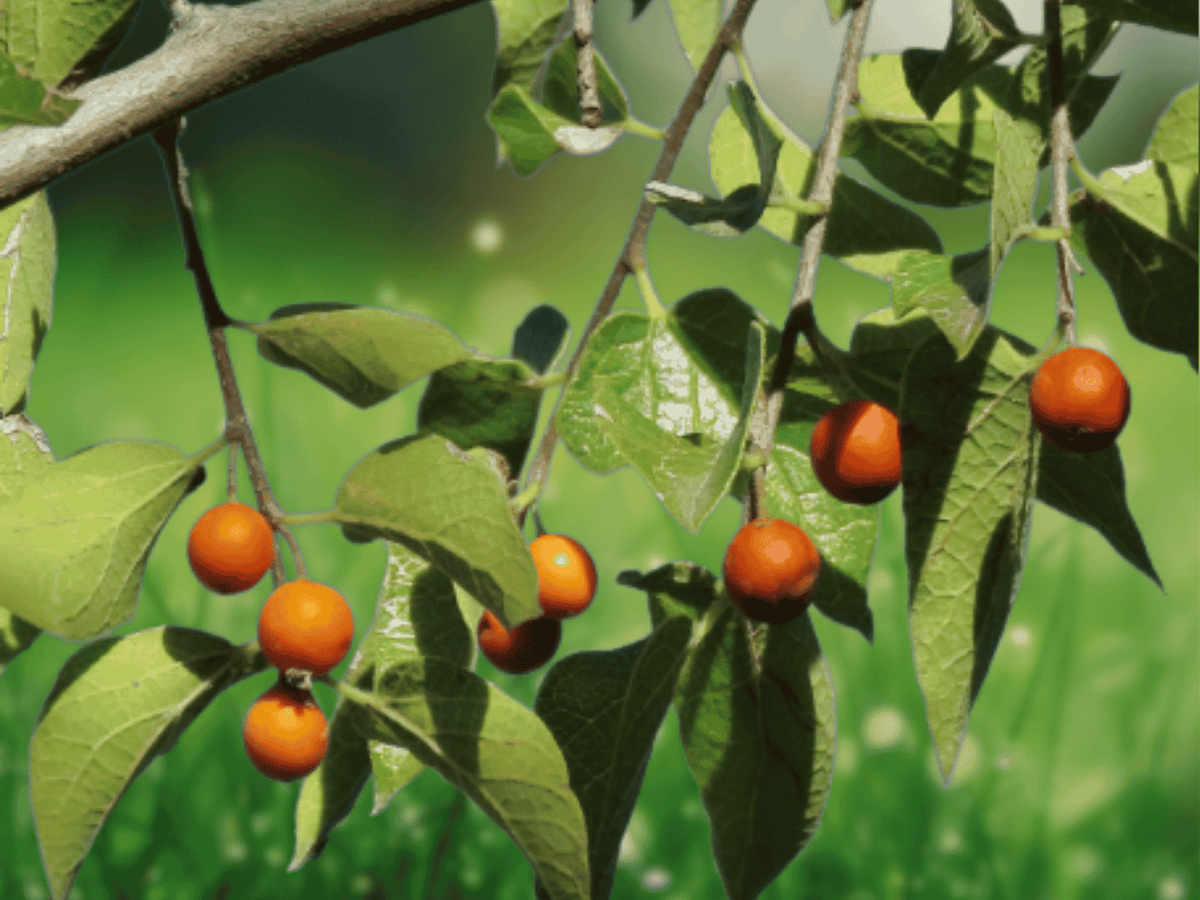 1 Live Plant Sugarberry Tree Celtis laevigata 1-2 Year Old 8 Inch Tall