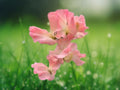25 Seeds Sweet Pea Heaven Scent - Fragrant Pink & Lavender Climbing Annual Vine for Trellises & Cut Flowers