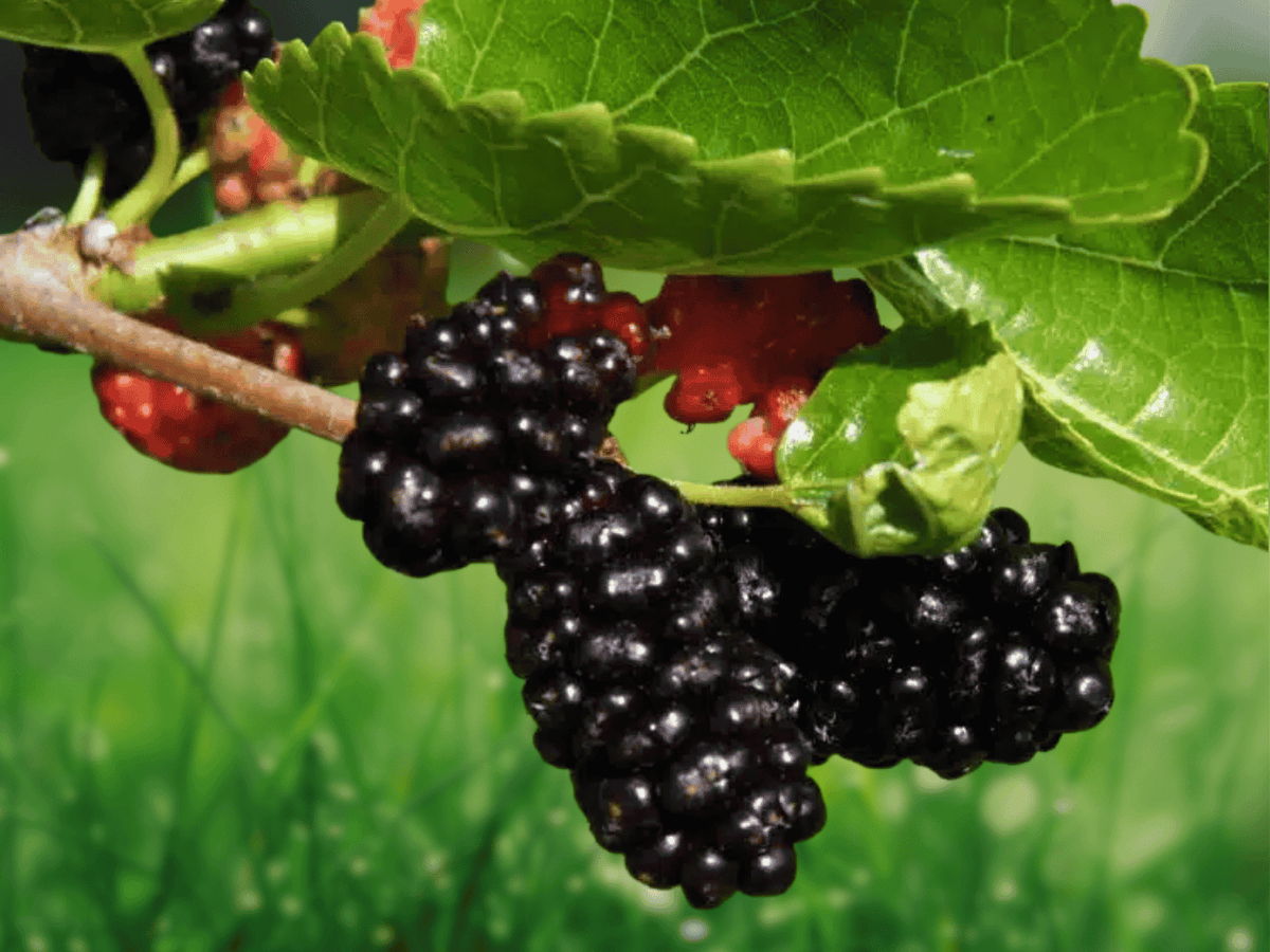 1 Live Plant Black Mulberry Tree Morus nigra 2 Year Old Bare Root 12 Inch Tall