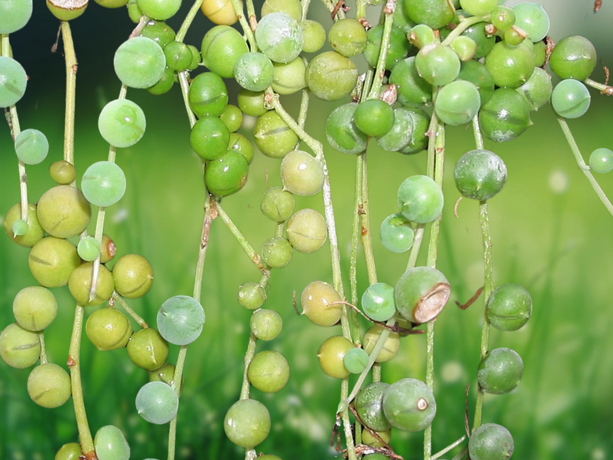 1 Live Plant Senecio Rowleyanus Variegatus Variegated String of Pearls Succulent 2in Pot