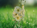25 Seeds Alcea rugosa Russian Hollyhock Perennial Yellow Bloom Hardy Tall Garden Flower