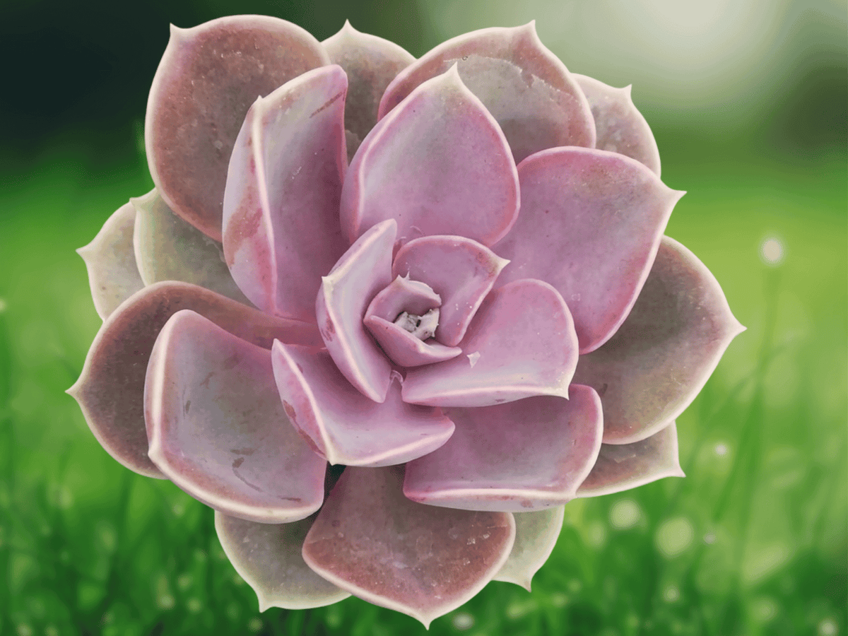 1 Live Plant Echeveria Perle Von Nurnberg Succulent 4 Inch Pot Rosette