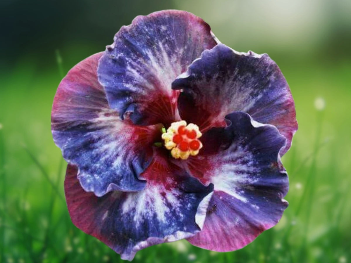 20 Seeds Hibiscus Mix Hardy Tropical Perennial Bicolor Flower Exotic Garden