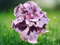 20 Seeds Double Pink-Gray Hibiscus Hardy Tropical Perennial Ruffled Bicolor Blooms
