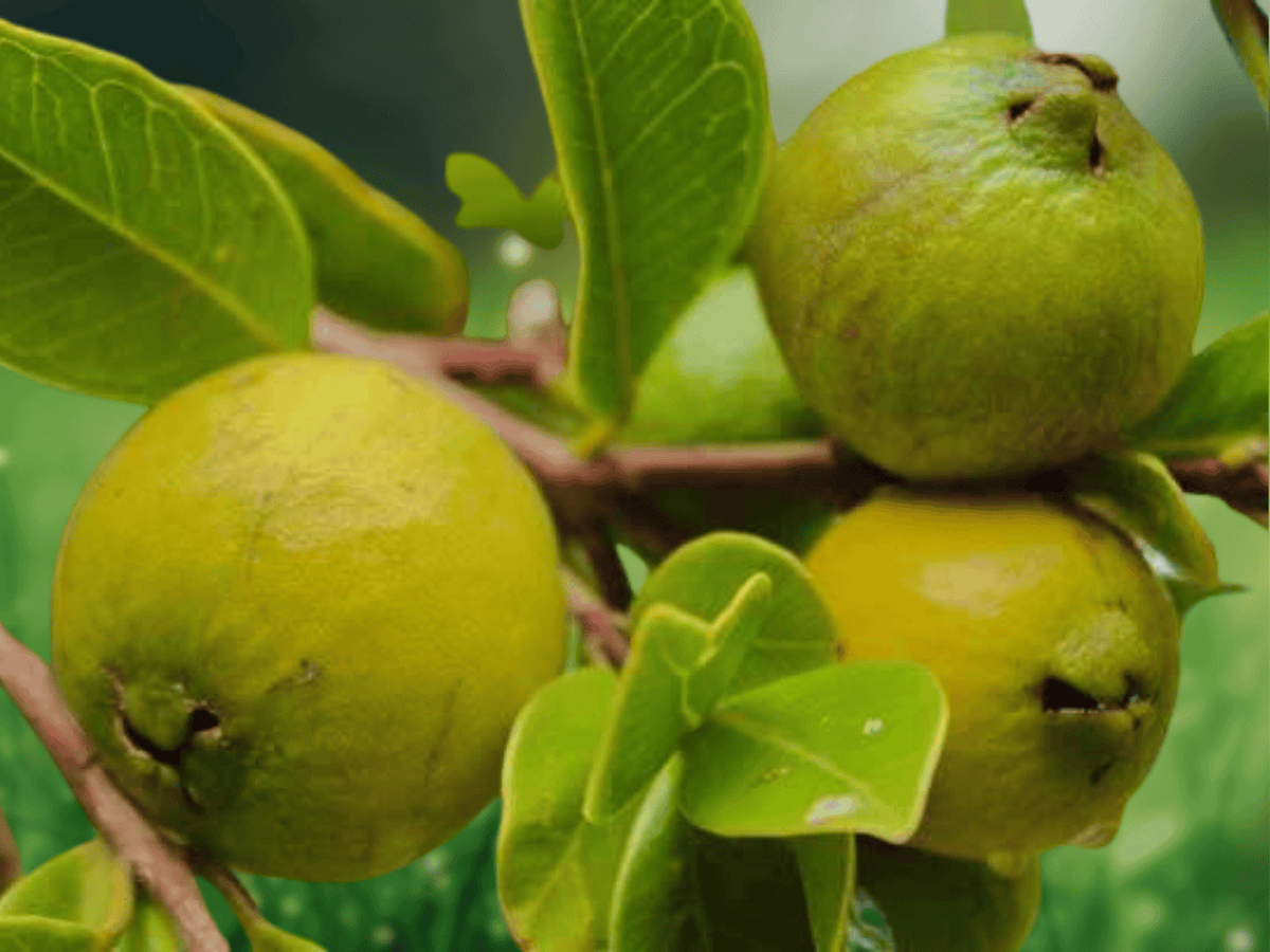 5 Seeds Psidium littorale Lemon Guava Tree Yellow Fruit Tropical