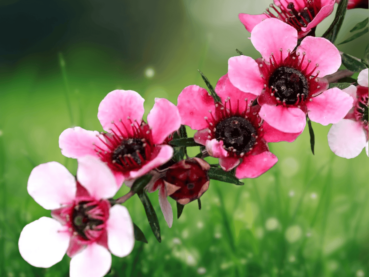 10 Seeds Leptospermum scoparium New Zealand Tea Tree