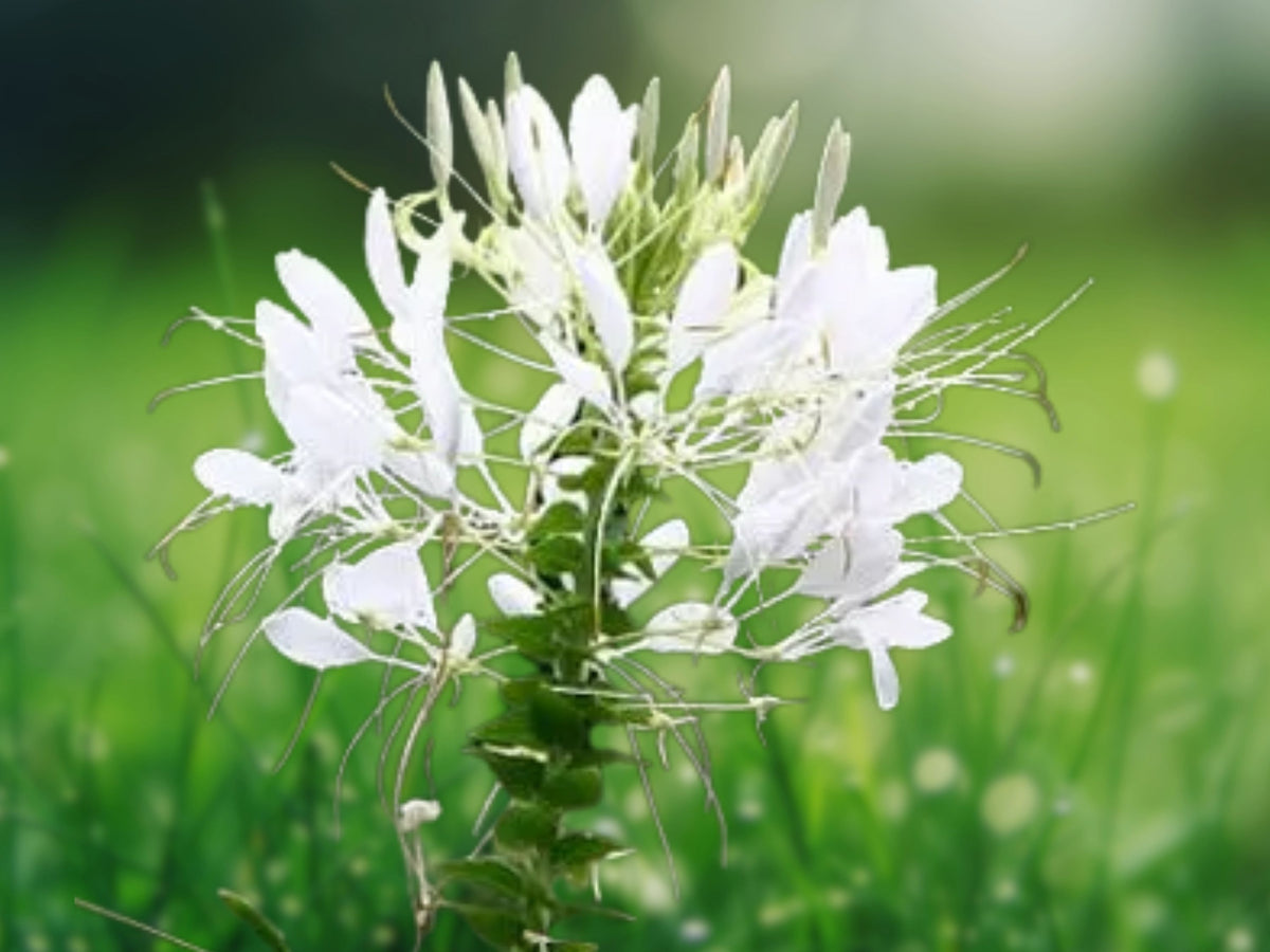 100 Seeds Cleome Spinosa White Queen Spider Flower Annual Fragrant Pollinator