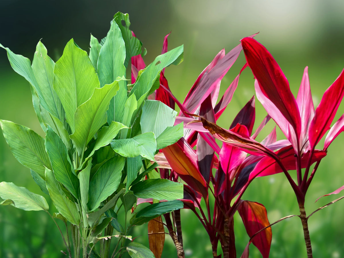 2 Live Unrooted Stem Cuttings Hawaiian Ti Plant Red & Green Combo