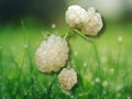 1 Live Plant White Blackberry 'Snowbank' Very Sweet White Berries