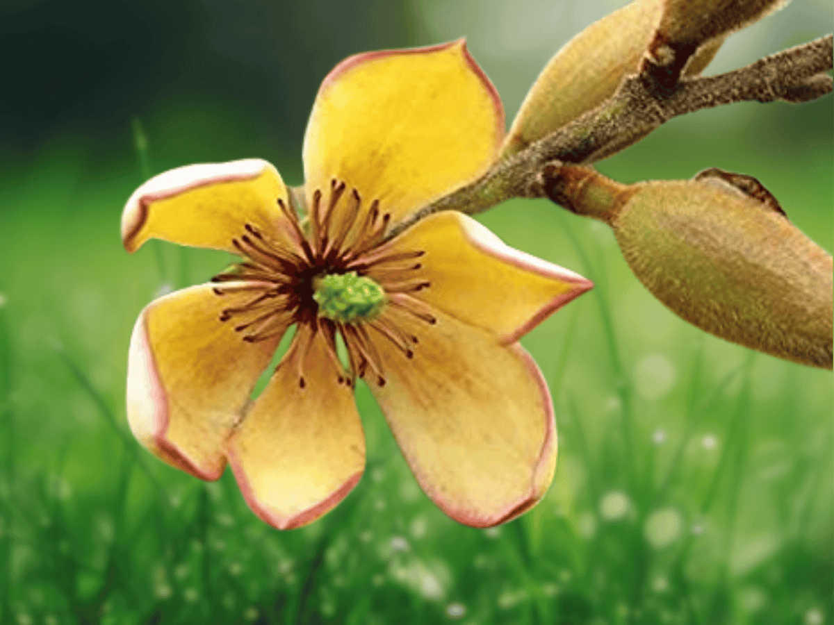 1 Live Plant Banana Shrub Magnolia figo 4 Inch Pot