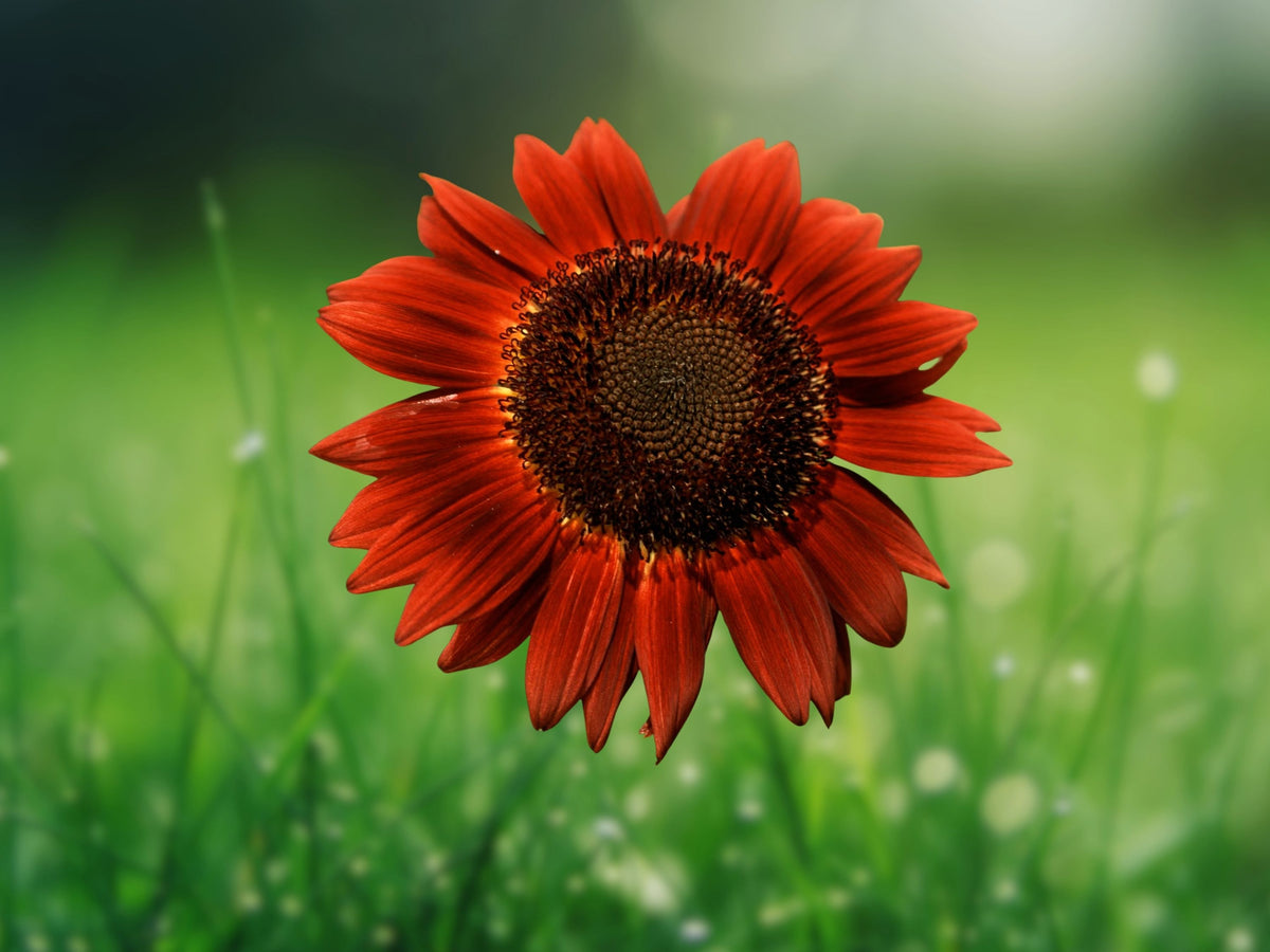 50 Seeds Red Sun Sunflower Helianthus Annuus Heirloom Non-GMO Bright Red Blooms Easy Grow Garden Plant