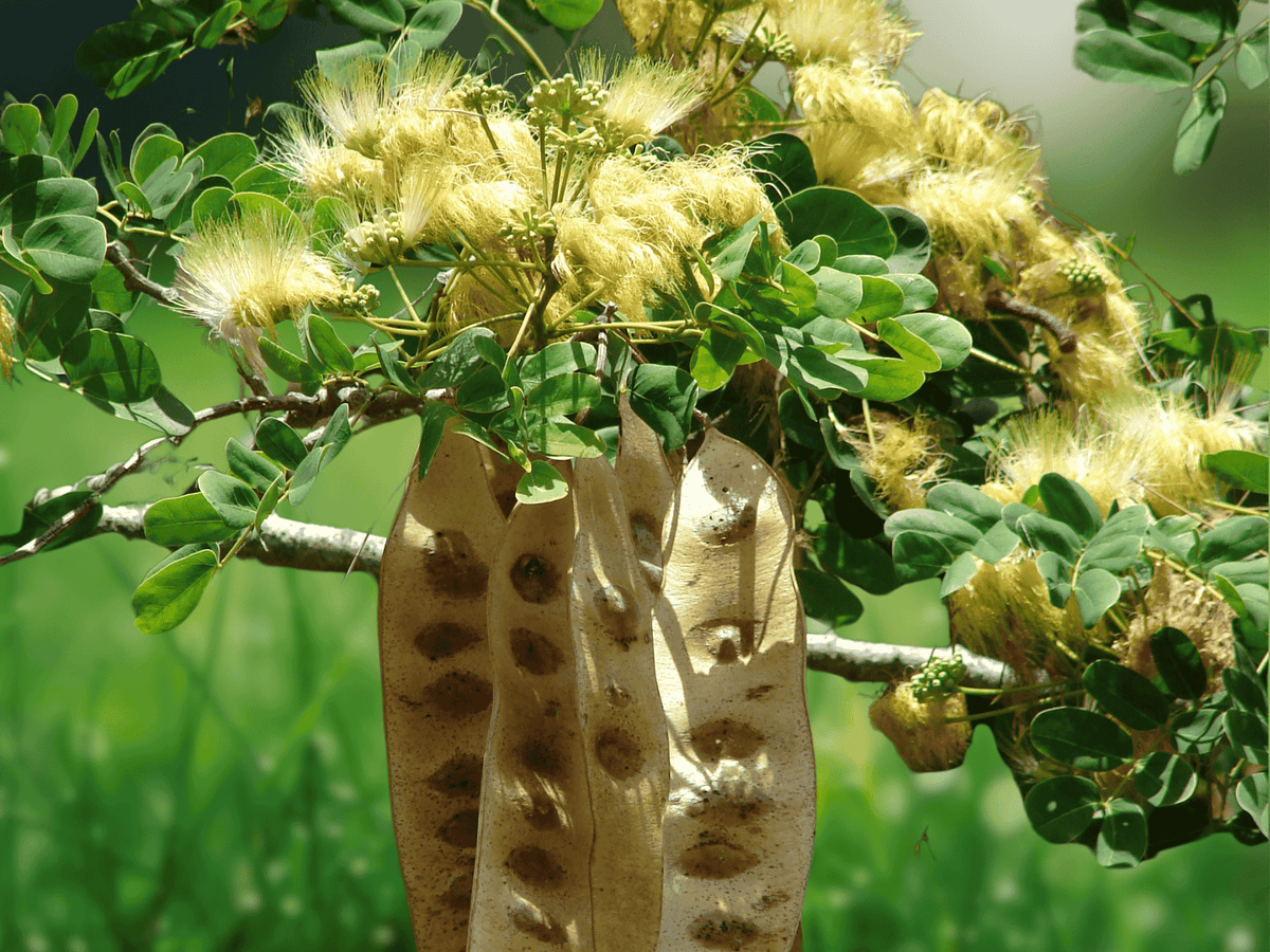 5 Seeds Bigleaf Mimosa Albizia macrophylla Silk Tree Ornamental Shade Seeds