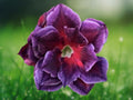 4 Seeds Desert Rose Adenium Obesum Fuchsia Magenta Rare Succulent Bonsai Flower Plant for Patio