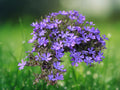 50 Seeds Violet Pinwheel Phlox Purple White Blooms Easy Grow Perennial Flower Butterfly Garden Border Cottage Fragrant