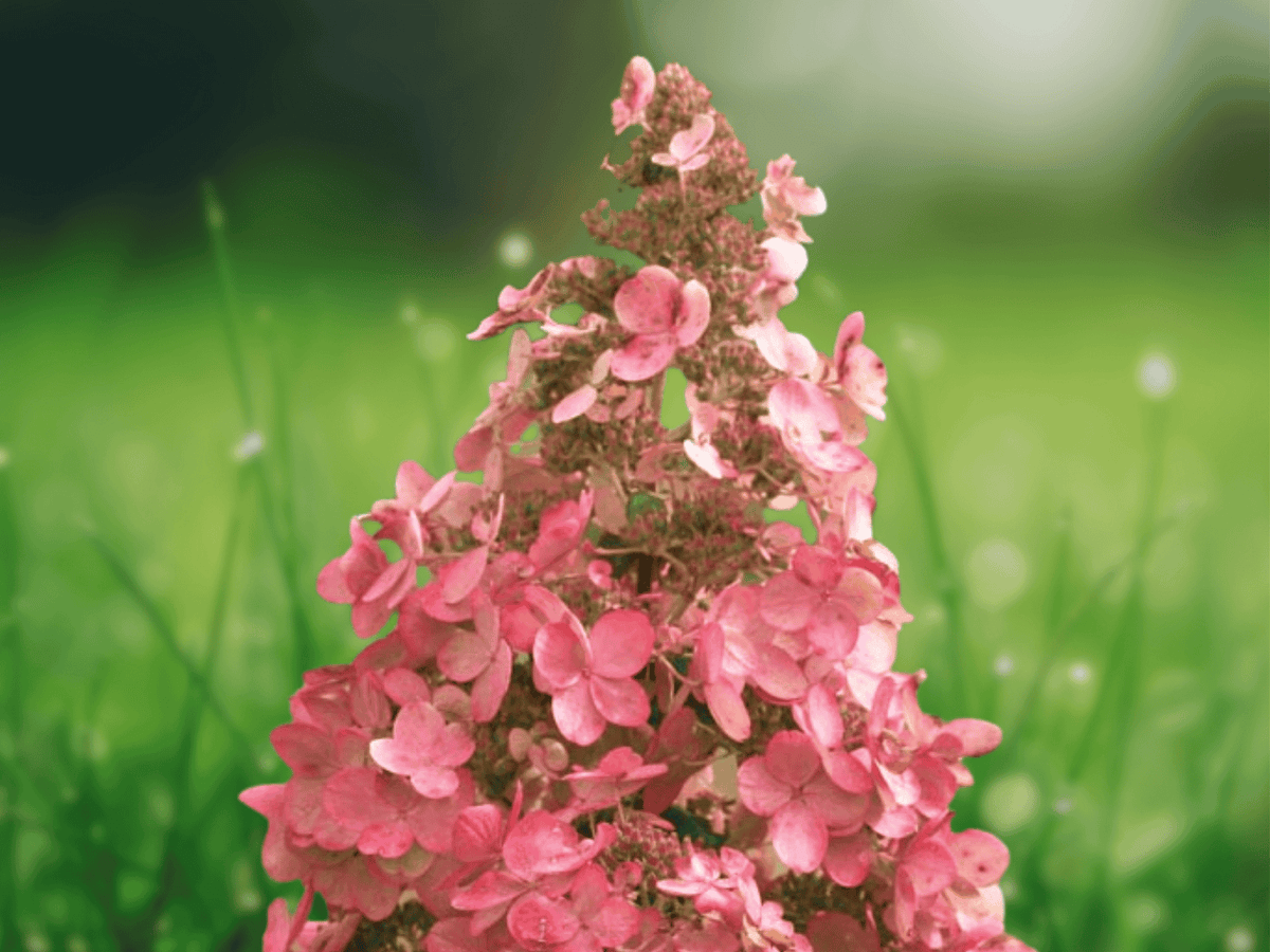 3 Live Plants Hydrangea Pink Diamond Starter Plant 6" Tall Hydrangea paniculata