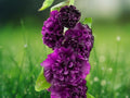 25 Seeds Double Dark Purple Hollyhock Alcea Rosea Deep Violet Double Bloom Hardy Biennial Tall Flower Cottage Garden