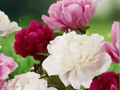 5 Seeds Garden Peony Mixed Colors Paeonia lactiflora Hardy Perennial Flower