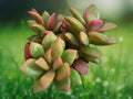 1 Live Plant Sunrise Succulent Pink Variegated Rosette Starter 2 Inch Pot