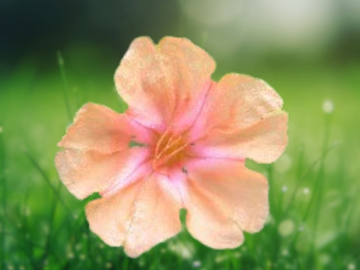 25 Salmon Four O'Clock Flower Seeds - Fragrant Blooming Annual - Easy-Grow Pollinator Garden Seeds for Borders, Beds & Containers