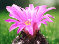10 Seeds Hardy Ball Cactus Escobaria hesteri Small Clumping Cactus