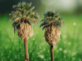 20 Seeds California Fan Palm Washingtonia filifera Cold Hardy Ornamental