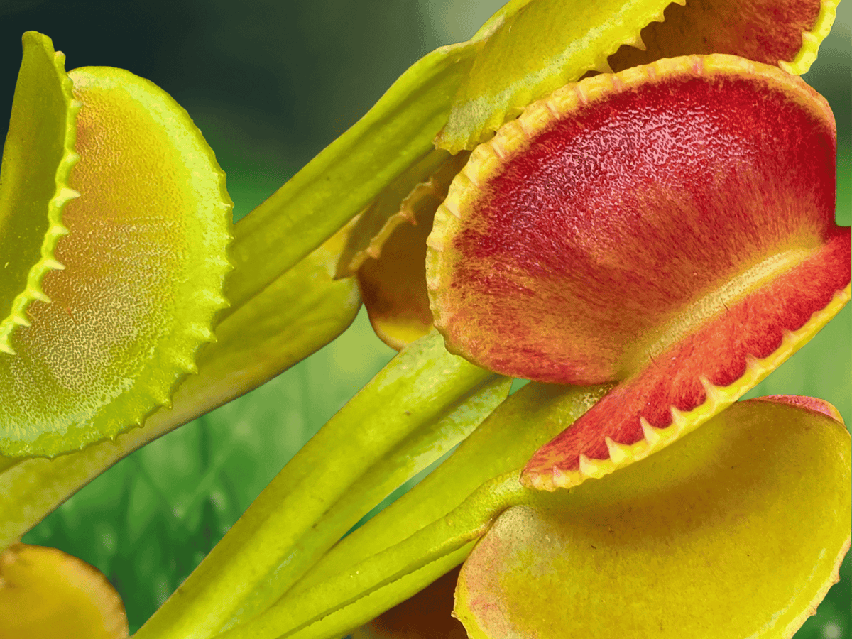 1 Live Plant Venus Flytrap Dionaea muscipula Carnivorous Bog Garden Plant
