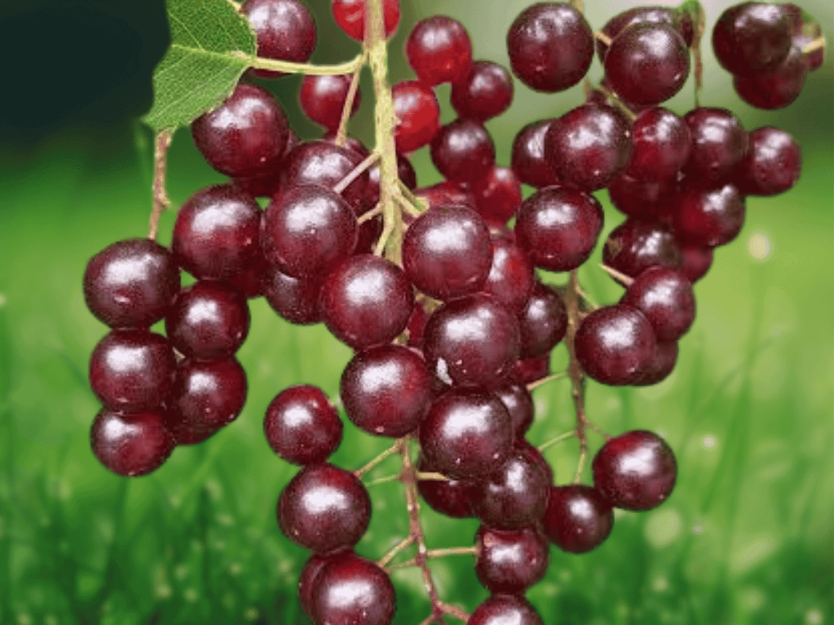 1 Bare Root Chokecherry Plant 24 Inch Tall Prunus virginiana 2-3 Year Old Live Tree
