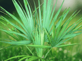 5 Seeds Sabal Minor Wakulla Dwarf Dwarf Palmetto Cold Hardy Palm