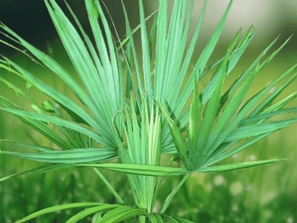 5 Seeds Sabal Minor Wakulla Dwarf Dwarf Palmetto Cold Hardy Palm