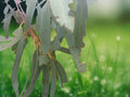 50 Seeds Eucalyptus Perriniana Spinning Gum Hardy Evergreen Tree Silver Blue Fragrant Foliage Drought Tolerant