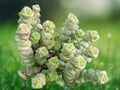 1 Live Plant Crassula Jade Necklace Rare Succulent Stacked Bead Leaf Starter in 2 Inch Pot