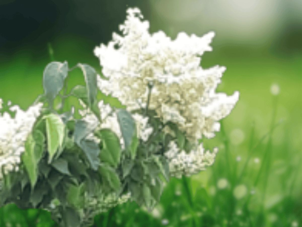 5 Seeds Japanese Tree Lilac Syringa reticulata Flowering Ornamental Tree