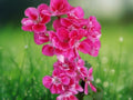 10 Seeds Bright Pink Geranium Pelargonium Hybrid Perennial Flower Patio Container Garden