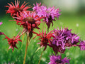 100 Seeds Bee Balm Monarda Didyma Blue Shades Perennial Fragrant Lavender Blue Blooms Attract Bees Butterflies Hummingbirds