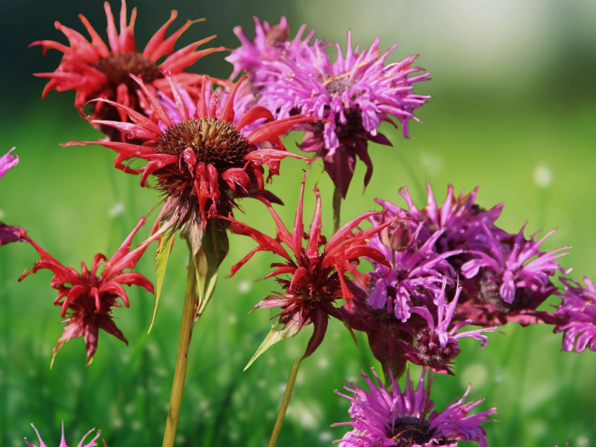 100 Seeds Bee Balm Monarda Didyma Blue Shades Perennial Fragrant Lavender Blue Blooms Attract Bees Butterflies Hummingbirds
